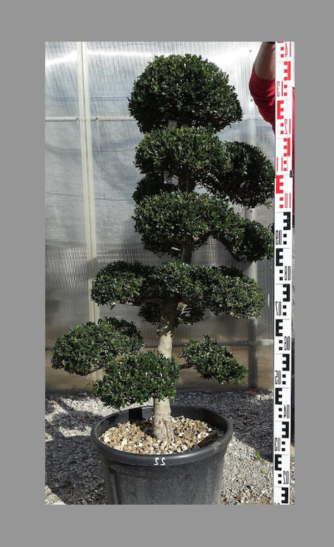 Ilex Crenata bonsai cm. 100 costo di spedizione da concordare –  Floricoltura Lampugnani