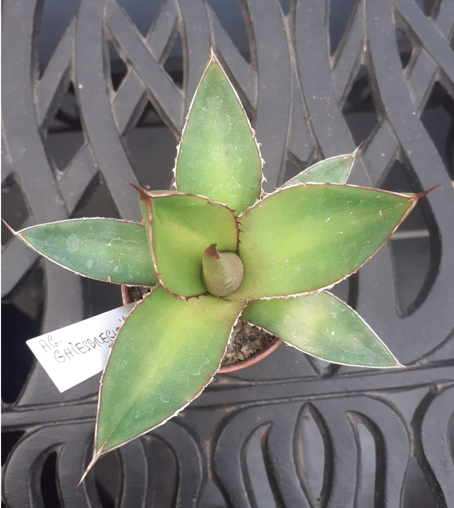 agave ghiesbreghtii Agave Ghiesbreghtii cm. 7/8 – Floricoltura Lampugnani