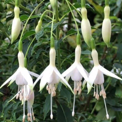 Fuchsia Magellanica alba