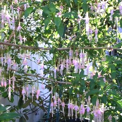 Fuchsia Magellanica alba