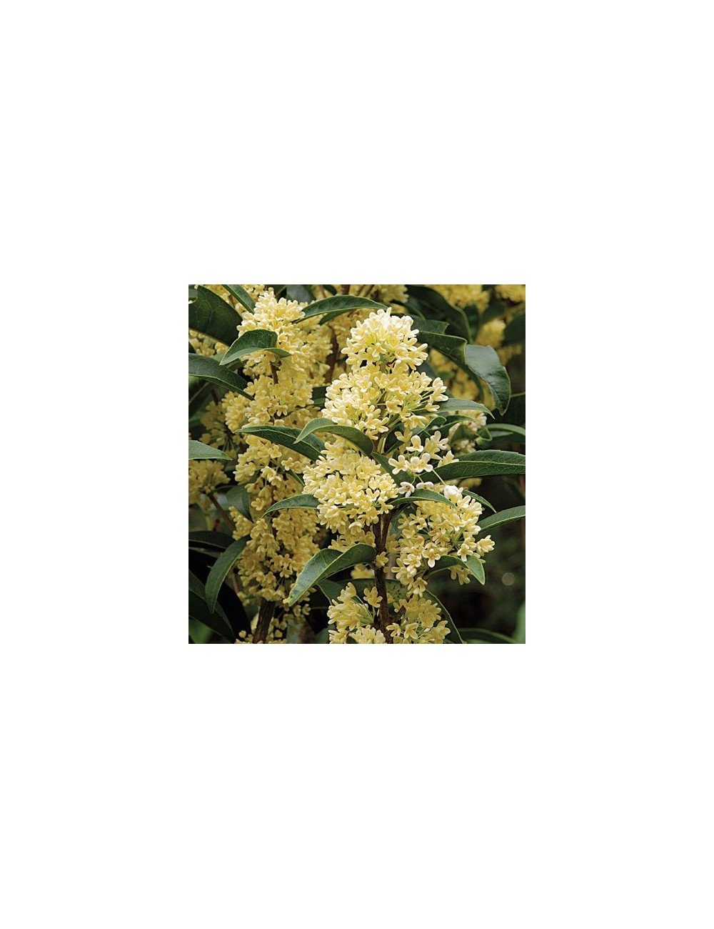 Osmanthus Oleafragrans