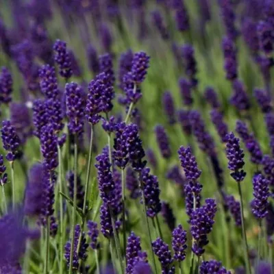 Lavandula angustifolia...