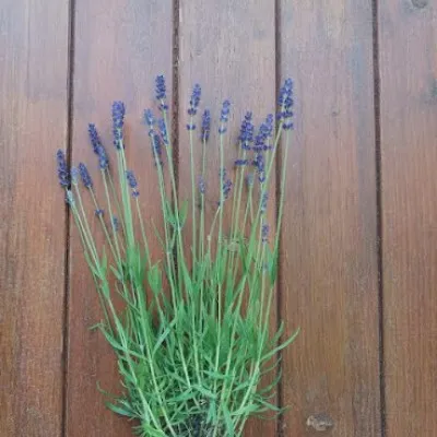 Lavandula angustifolia...