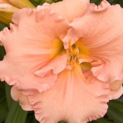 Hemerocallis Elisabeth...