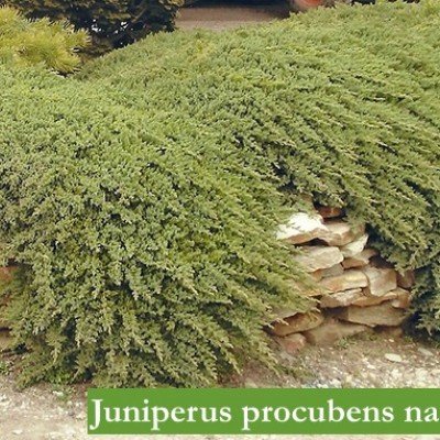 Juniperus Procubens nana...