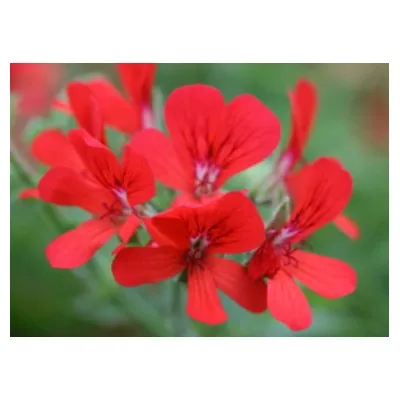 Pelargonium scarlet unique...