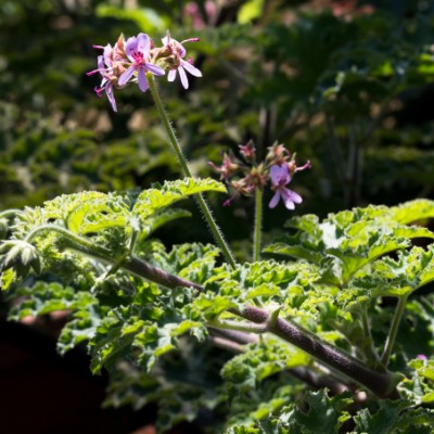 Pelargonium Mentarosa vaso 10