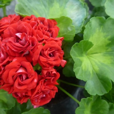 Pelargonium Summer Rose...