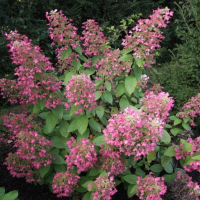 Hydrangea Paniculata Ruby v.18