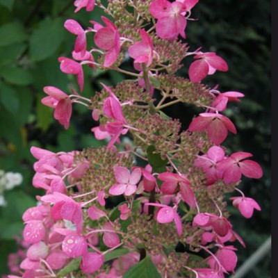 Hydrangea Paniculata Ruby v.18