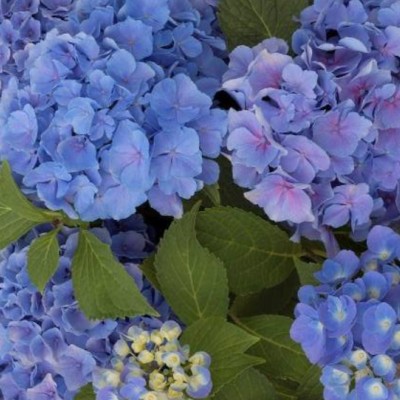 Hydrangea Macrophylla...