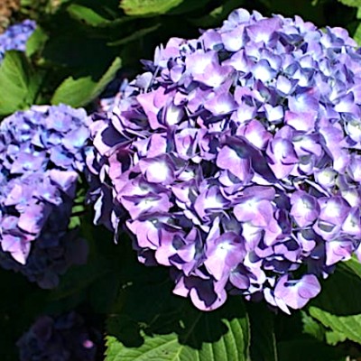 Hydrangea Macrophylla...