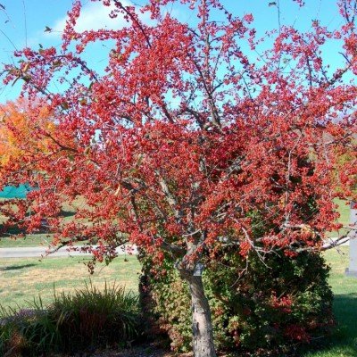 Malus Red Jewel