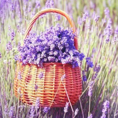 copy of Lavanda di Provenza...