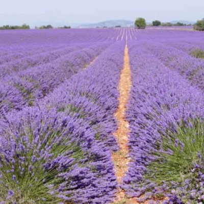 copy of Lavanda di Provenza...