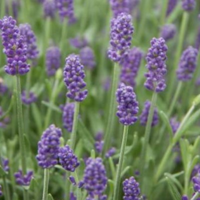 copy of Lavanda di Provenza...