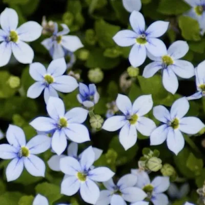 Isotoma Fluviatilis vaso 10