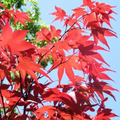 Acer palmatum Sanguineum...