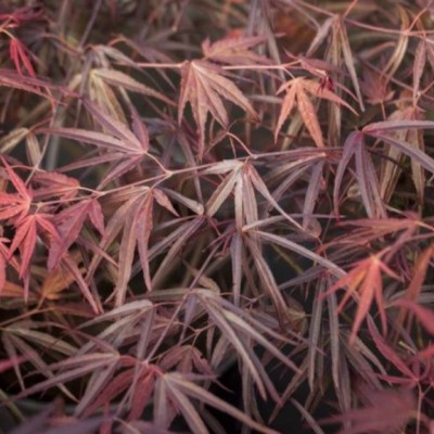 Acer Palmatum Enkan cm....