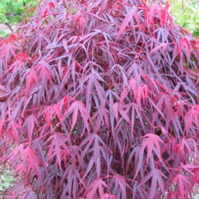 Acer Palmatum Enkan cm....