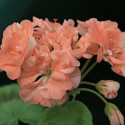 Pelargonium High Tor