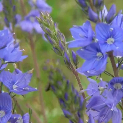 Veronica Austriaca vaso 14