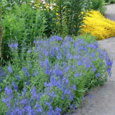 Veronica Austriaca vaso 14