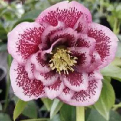 Helleborus or. 'Double...