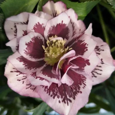 Helleborus or. 'Double...