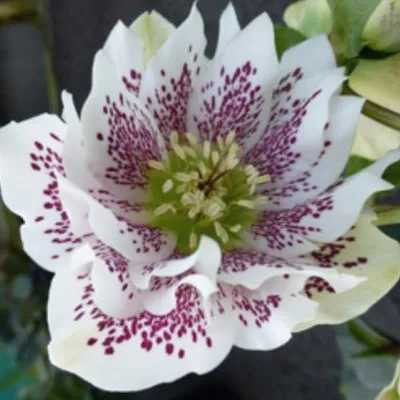 Helleborus or. 'Double...