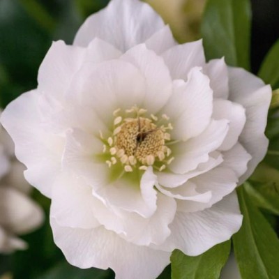 Helleborus or. 'Double White