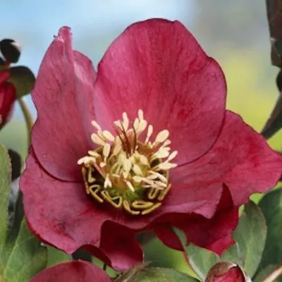 Helleborus or. 'Pretty...