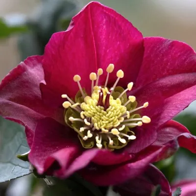 Helleborus or. 'Pretty...