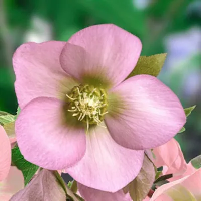 Helleborus or. 'Pretty...