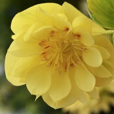 Helleborus or. 'Super Yellow'