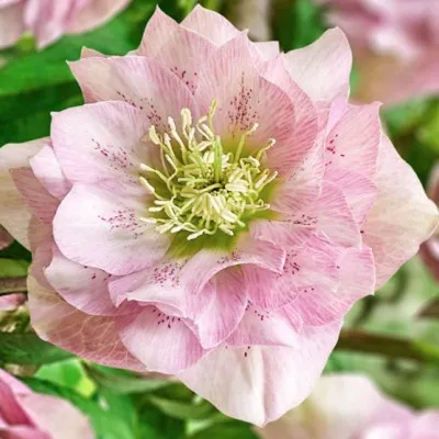 Helleborus or. 'Double...