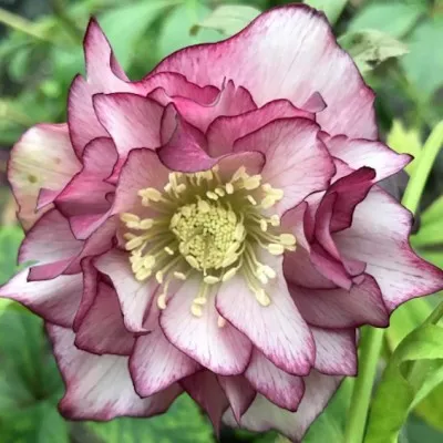 Helleborus or. 'Double...