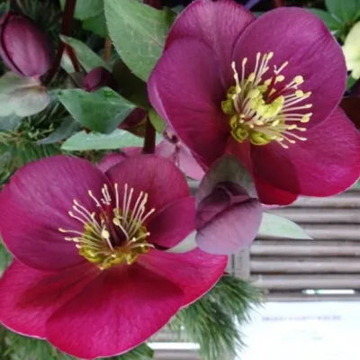 Helleborus or. 'Red Hybrids'