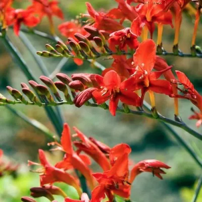 Crocosmia Red King vaso 9