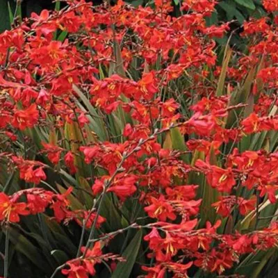 Crocosmia Red King vaso 9