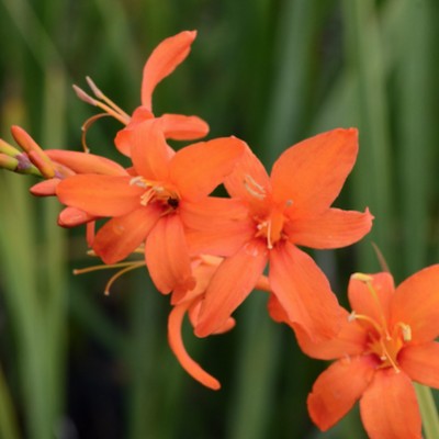 Crocosmia Masoniorum vaso 9