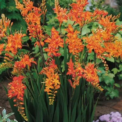 Crocosmia Masoniorum vaso 9