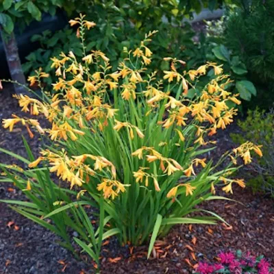 Crocosmia 'George Davidson'...