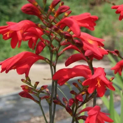 Crocosmia 'Emberglow' vaso 9