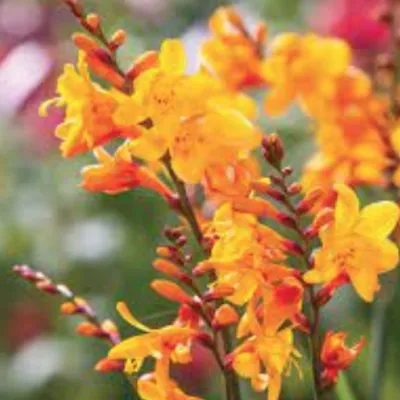 Crocosmia Columbus vaso 9x9