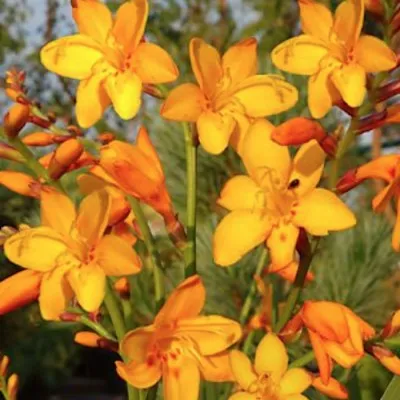 Crocosmia Columbus vaso 9x9