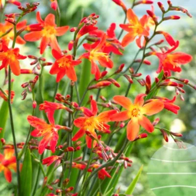 Crocosmia 'Carmina...