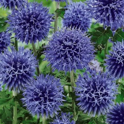 Echinops bannaticus 'Blue...