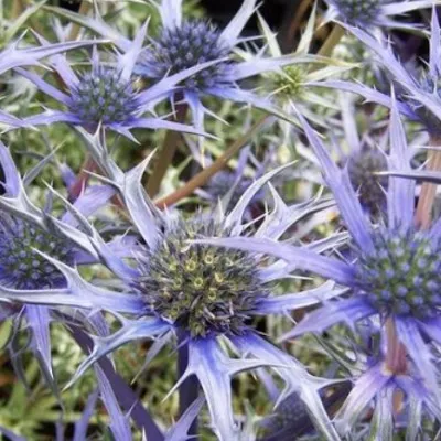 Eryngium bourgatii v.9