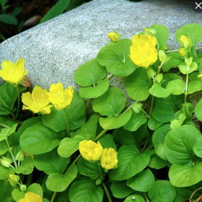 Lysimachia Nummularia aurea